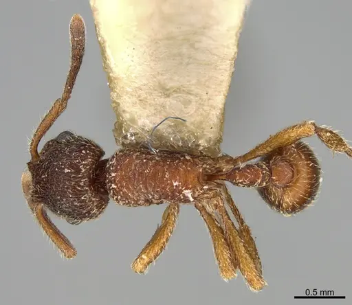Hylomyrma transversa specimen CASENT0923632 image casent0923632_1