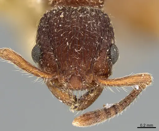 Hylomyrma transversa specimen CASENT0923632 image casent0923632_2