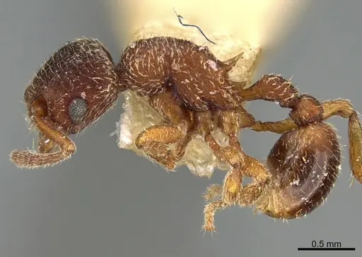 Hylomyrma transversa specimen CASENT0923632 image casent0923632_3