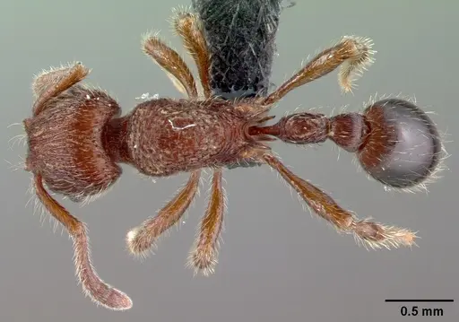 Hylomyrma versuta specimen CASENT0039723 image casent0039723_1