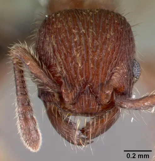 Hylomyrma versuta specimen CASENT0039723 image casent0039723_2