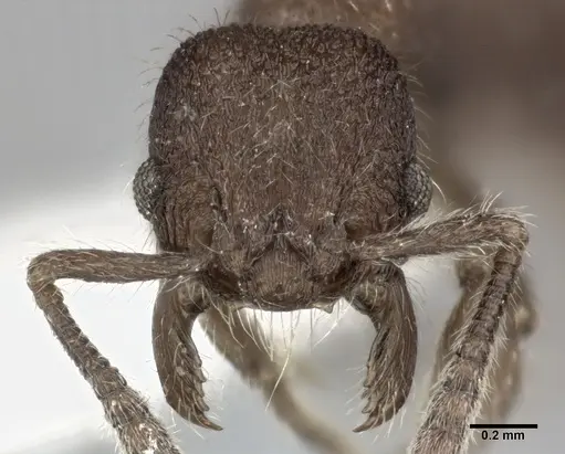 Hylomyrma versuta specimen CASENT0246042 image casent0246042_2