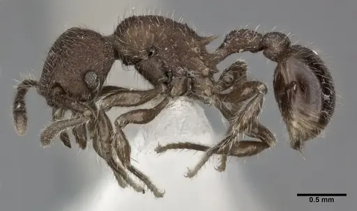 Hylomyrma versuta specimen CASENT0246042 image casent0246042_3