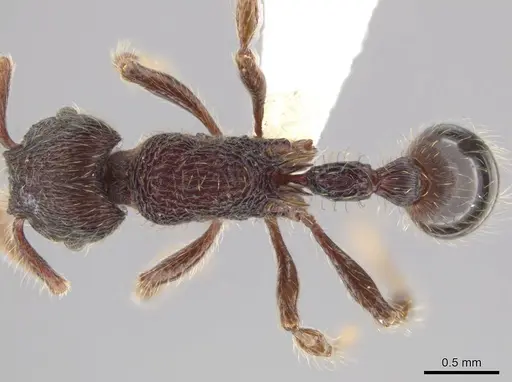 Hylomyrma versuta specimen CASENT0617621 image casent0617621_1