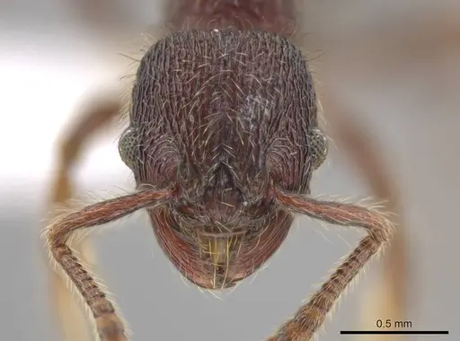 Hylomyrma versuta specimen CASENT0617621 image casent0617621_2