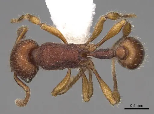 Hylomyrma versuta specimen CASENT0923015 image casent0923015_1