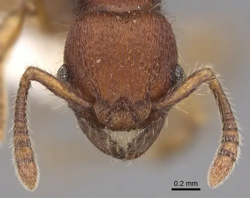 Hylomyrma versuta specimen CASENT0923015 image casent0923015_2