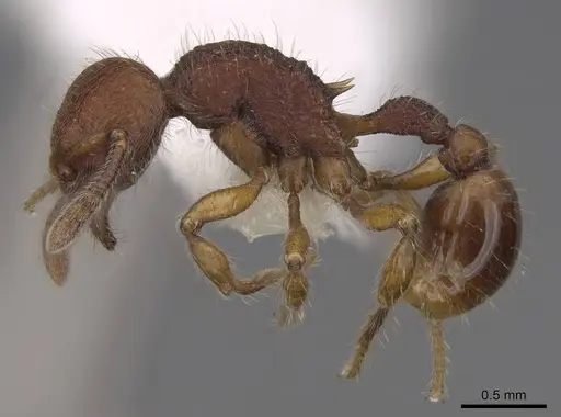 Hylomyrma versuta specimen CASENT0923015 image casent0923015_3