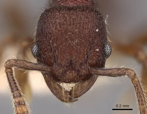 Hylomyrma versuta specimen CASENT0923022 image casent0923022_2