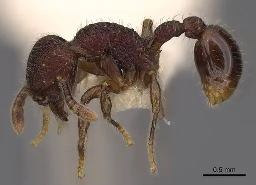 Hylomyrma versuta specimen CASENT0923022 image casent0923022_3