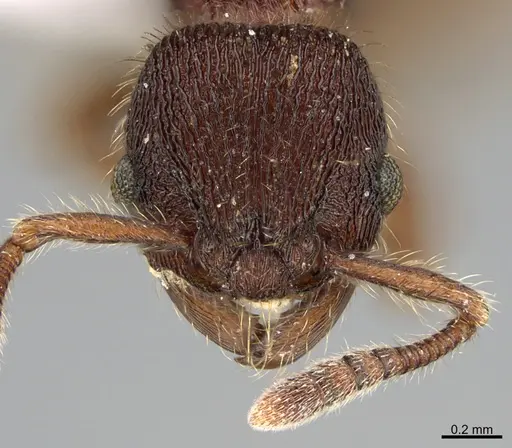 Hylomyrma versuta specimen CASENT0923633 image casent0923633_2
