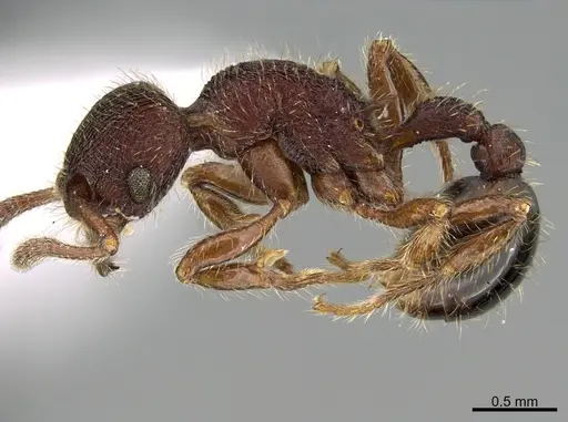Hylomyrma versuta specimen CASENT0923633 image casent0923633_3