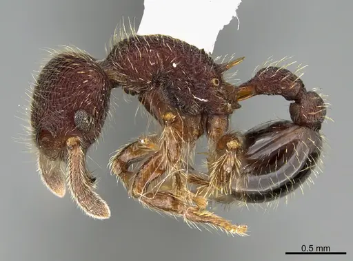 Hylomyrma versuta specimen CASENT0923635 image casent0923635_3