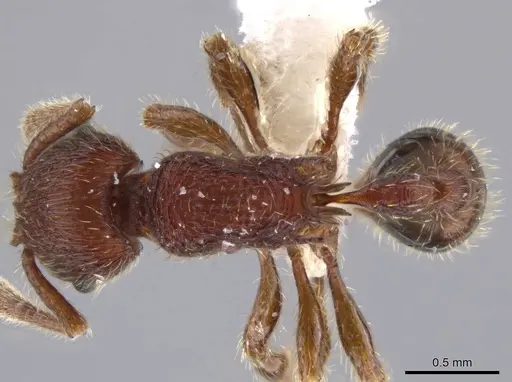 Hylomyrma versuta specimen JTLC000008112 image jtlc000008112_1