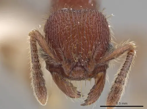 Hylomyrma versuta specimen JTLC000008112 image jtlc000008112_2
