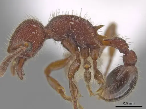 Hylomyrma versuta specimen JTLC000008112 image jtlc000008112_3