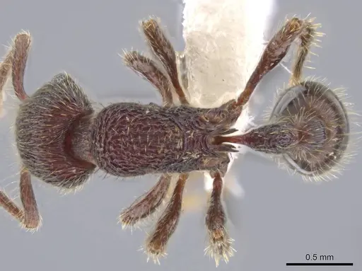 Hylomyrma versuta specimen JTLC000014425 image jtlc000014425_1