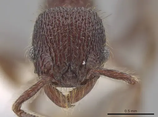 Hylomyrma versuta specimen JTLC000014425 image jtlc000014425_2