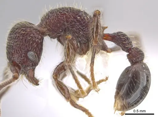 Hylomyrma versuta specimen JTLC000014425 image jtlc000014425_3