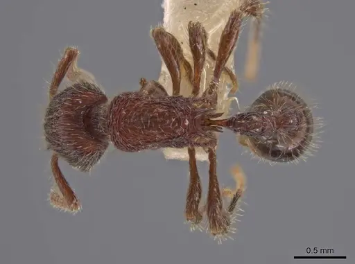 Hylomyrma versuta specimen MCZ-ENT00035424 image mcz-ent00035424_1