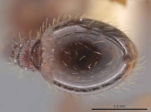 Hylomyrma versuta specimen MCZ-ENT00035424 image mcz-ent00035424_2