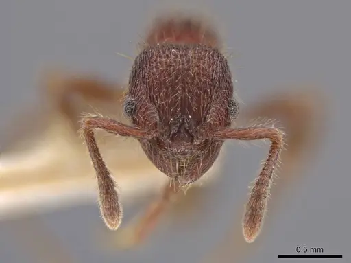 Hylomyrma versuta specimen MCZ-ENT00035424 image mcz-ent00035424_3