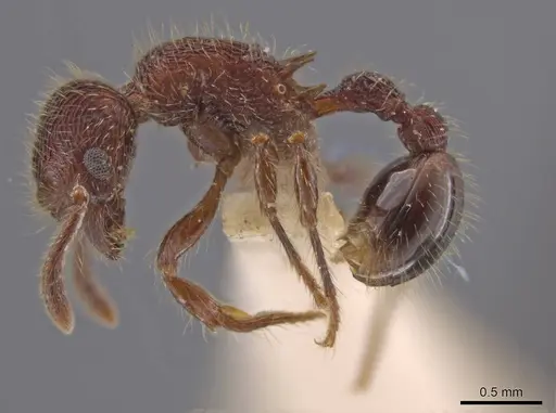 Hylomyrma versuta specimen MCZ-ENT00035424 image mcz-ent00035424_4