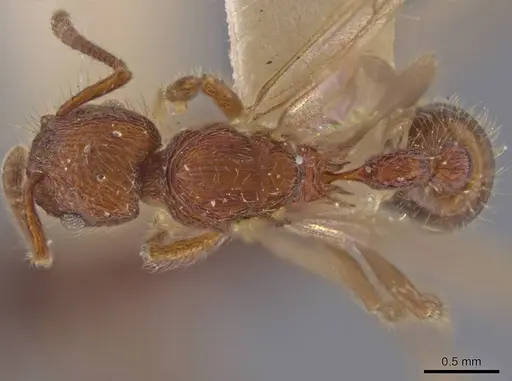 Hylomyrma versuta specimen MCZ-ENT00594451 image mcz-ent00594451_1