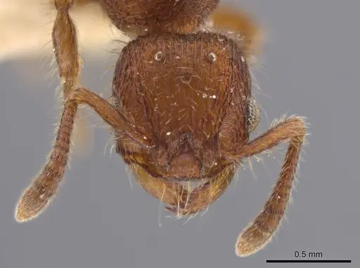 Hylomyrma versuta specimen MCZ-ENT00594451 image mcz-ent00594451_2
