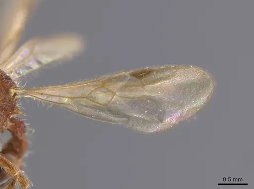 Hylomyrma versuta specimen MCZ-ENT00594451 image mcz-ent00594451_4