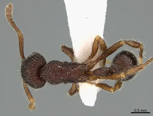 Hylomyrma virginiae specimen MCZ-ENT00525519 image mcz-ent00525519_1