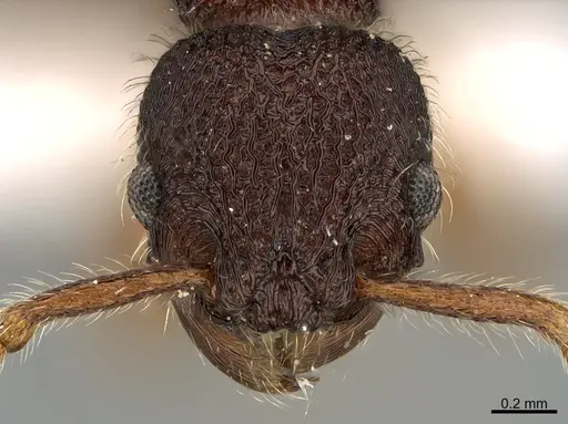 Hylomyrma virginiae specimen MCZ-ENT00525519 image mcz-ent00525519_2