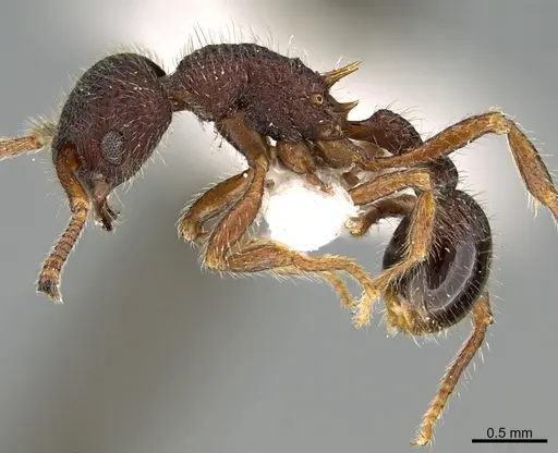 Hylomyrma virginiae specimen MCZ-ENT00525519 image mcz-ent00525519_3