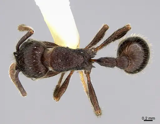 Hylomyrma wachiperi specimen USNMENT00534693 image usnment00534693_1