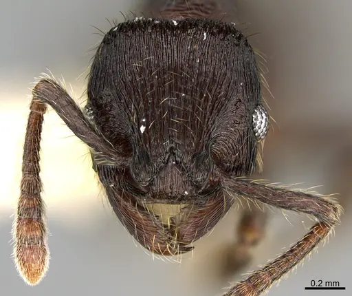 Hylomyrma wachiperi specimen USNMENT00534693 image usnment00534693_2