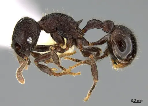 Hylomyrma wachiperi specimen USNMENT00534693 image usnment00534693_3