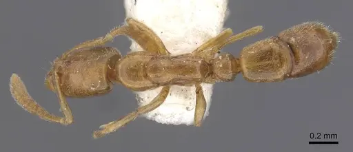 Hypoponera abeillei specimen CASENT0915488 image casent0915488_1