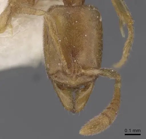 Hypoponera abeillei specimen CASENT0915488 image casent0915488_2