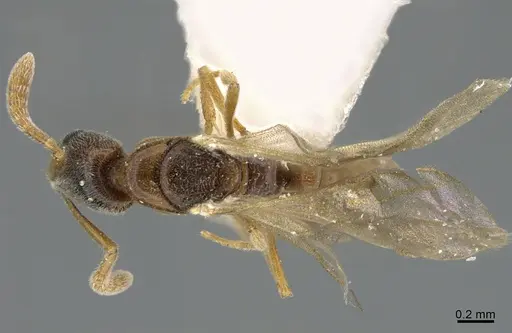 Hypoponera abeillei specimen CASENT0923602 image casent0923602_1