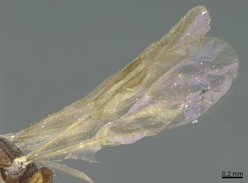 Hypoponera abeillei specimen CASENT0923602 image casent0923602_4