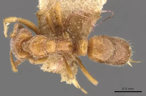 Hypoponera aitkenii specimen CASENT0907305 image casent0907305_1