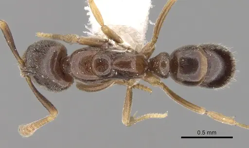 Hypoponera aliena specimen CASENT0281913 image casent0281913_1