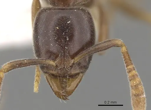 Hypoponera aliena specimen CASENT0281913 image casent0281913_2