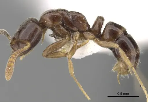 Hypoponera aliena specimen CASENT0281913 image casent0281913_3