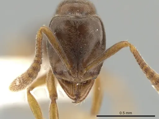 Hypoponera aliena specimen CASENT0650282 image casent0650282_2