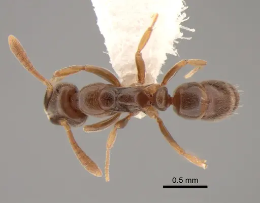 Hypoponera aliena specimen CASENT0886677 image casent0886677_1