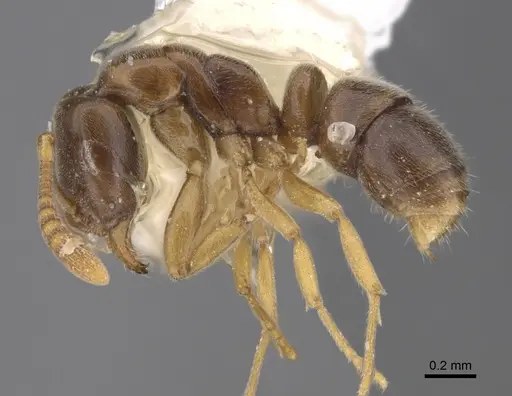 Hypoponera aliena specimen CASENT0923397 image casent0923397_1