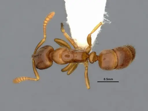 Hypoponera aliena specimen CASENT4032669 image casent4032669_1