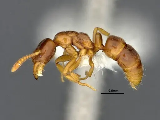 Hypoponera aliena specimen CASENT4032669 image casent4032669_3
