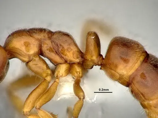 Hypoponera aliena specimen CASENT4032669 image casent4032669_4